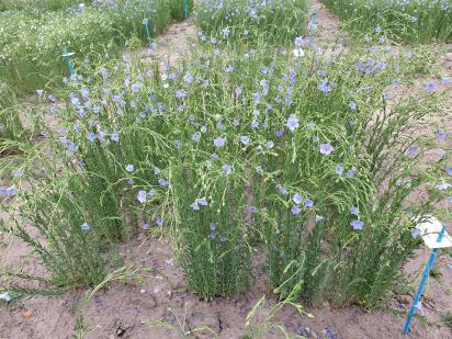 Click for 1 image(s) for this accession.